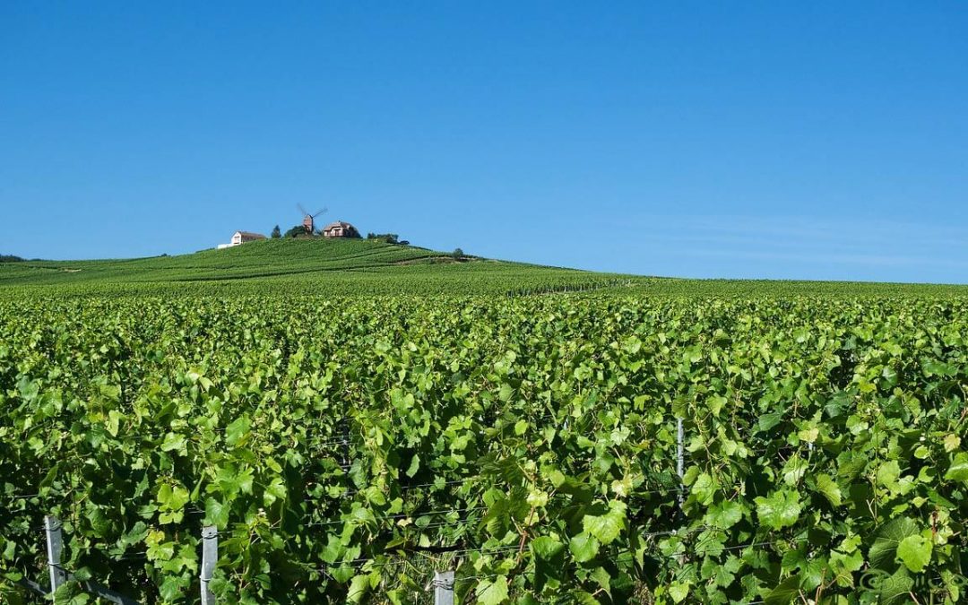 Champagne region: facts & figures!